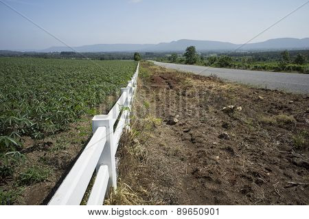 Farm Field Walkway Tree Plant Soil Argriculture Farmer Job Concept