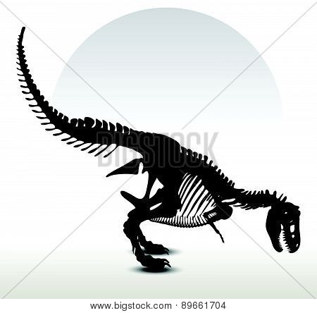 Dinosaurs Trex Skeleton