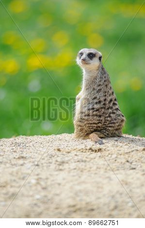 Meerkat On Watch With Green Grass In Background
