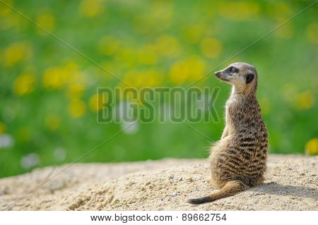 Meerkat On Watch With Green Grass In Background