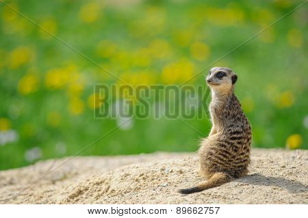 Meerkat On Watch With Green Grass In Background