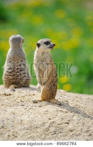 Two Meerkats On Watch