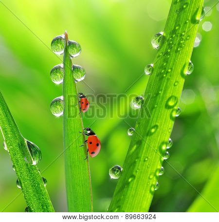 Fresh morning dew and ladybirds. Nature background.