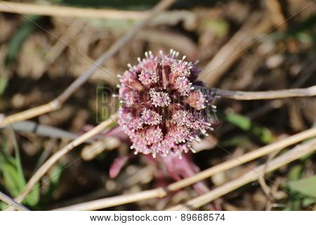 Butterbur Blossoms