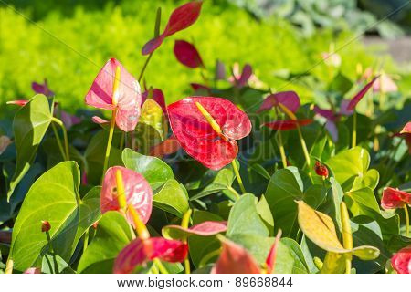 Close up of red Flamingo flower or Boy flower.