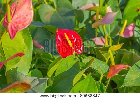Close up of red Flamingo flower or Boy flower.