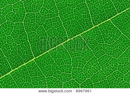 Yksityiskohtaiset vihreitä lehtiä