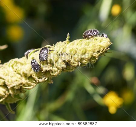 Oxythyrea Funesta