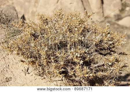 Prickley