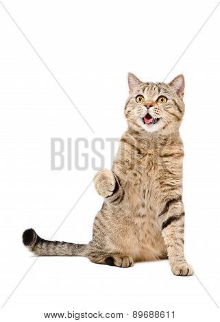 Portrait of a cute playful cat Scottish Straight