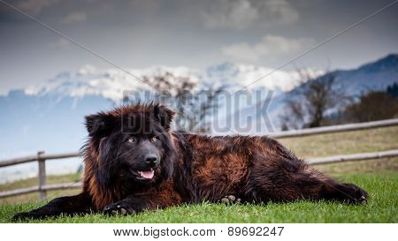 Brown guard dog sitting on the ground with snowy mountains on the background.