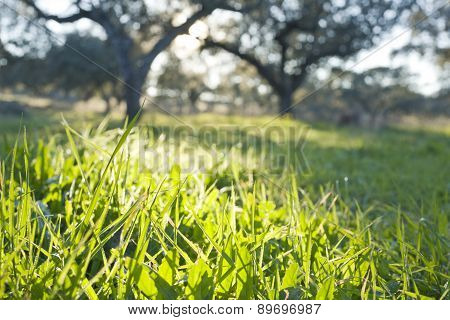 Against The Sunlight Of Sunset