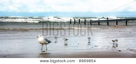 Måge på Ipperwash Beach