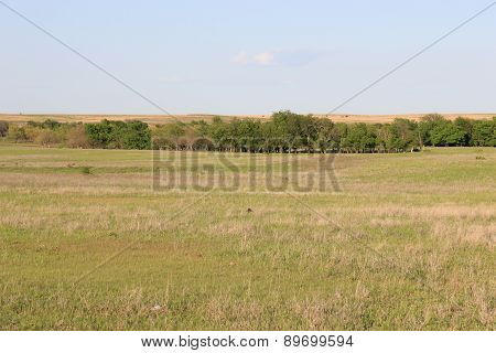 Great Plains Prairie