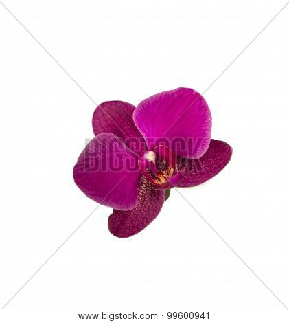 Blooming Orchid