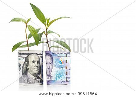 Concept Of Green Plant Grow On Usd Against Philippines Piso Currency