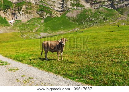 Cows grazing in a typical Alpine landscape