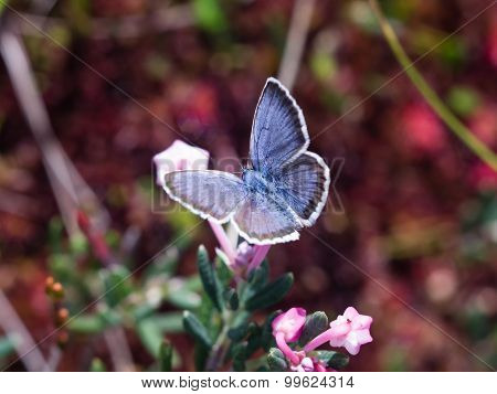 Blue Butterfly Of Lycaenidae Family On Andromeda Flower Macro
