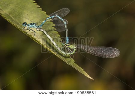 Blue featherleg (platycnemis Pennipes)