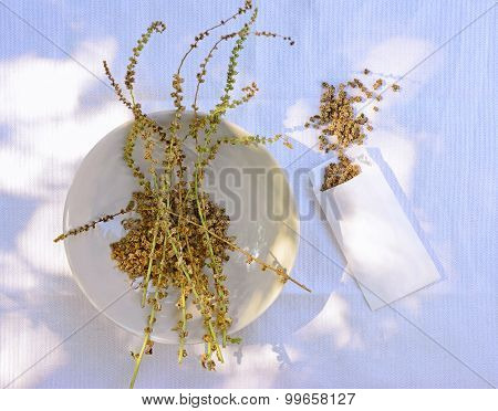 Seeds Of Chard