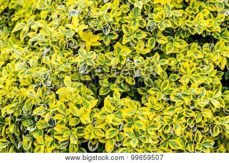 Colourful bush leaves. Close-up shot. Nature background.
