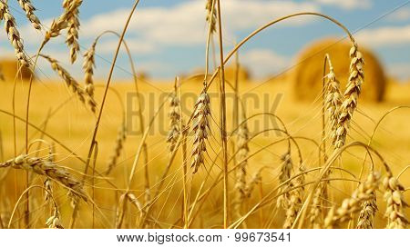 Rural landscape with ears of wheat