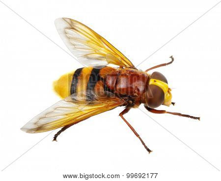 Horsefly isolated on white
