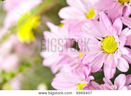 Flores cor de rosa