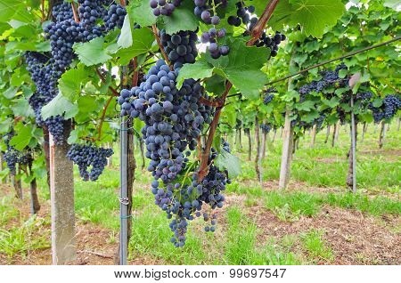 Red grapes