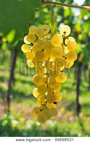 Back lit white grapes