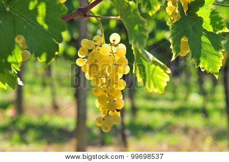 White grapes