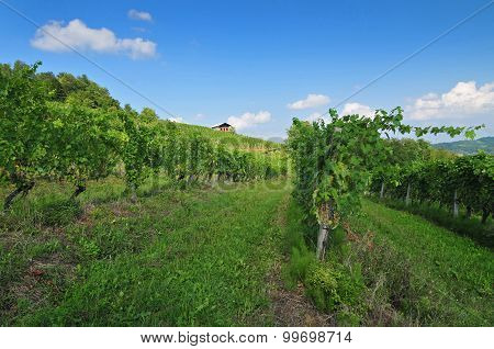 Vineyard on a bright sunny day