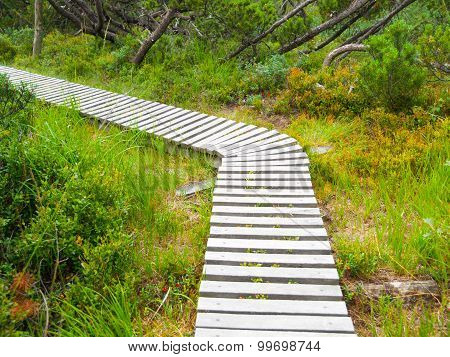 Wooden hiking trail
