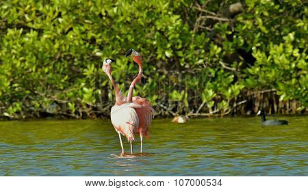 Mating Dance Of A Flamingo