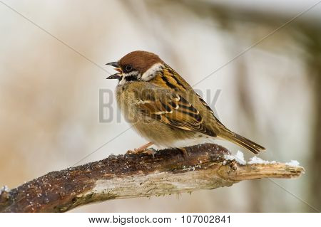 Singing Sparrow
