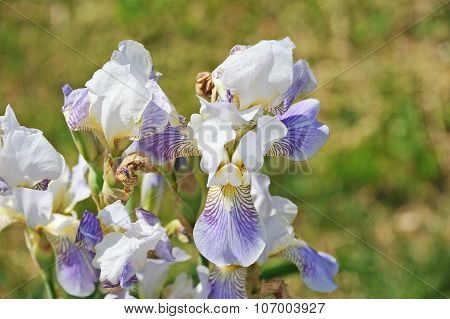 Iris flower