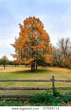 Bucolic Landscape Of Horses Grazing Under Autumn Trees