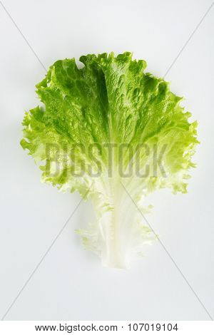 Fresh Lettuce Isolated On White Background