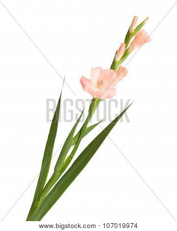 Gladiolus Isolated