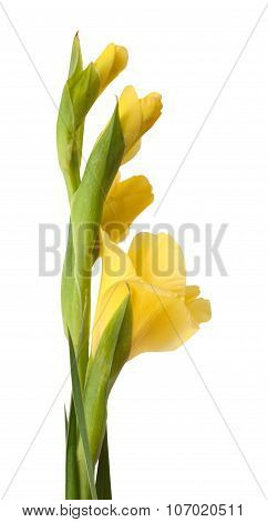 Gladiolus Isolated