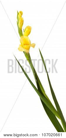 Gladiolus Isolated