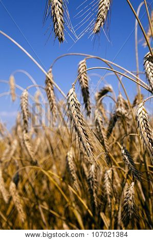 ripened cereals.  field