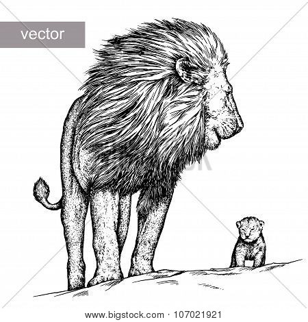 engrave lion illustration