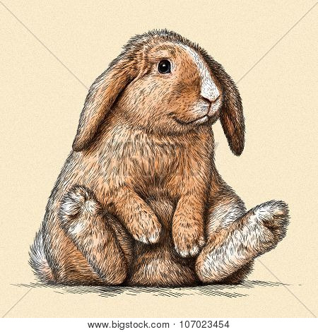 engrave rabbit illustration