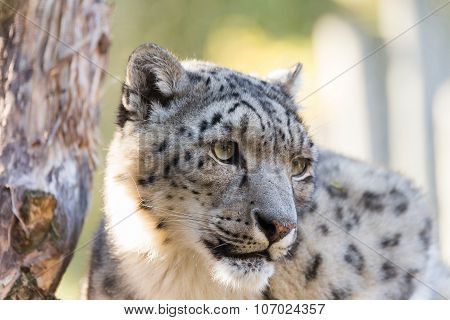 Snow Leopard, Uncia Uncia