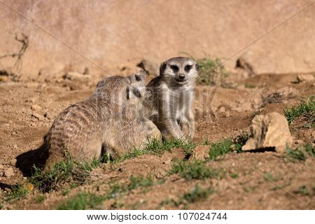 Meerkat Or Suricate Playing