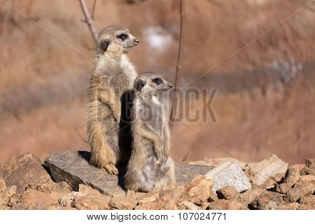 Female Of Meerkat Or Suricate
