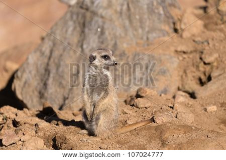 Female Of Meerkat Or Suricate