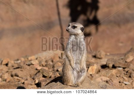 Female Of Meerkat Or Suricate