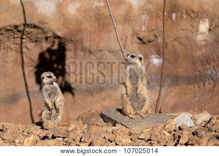 Meerkat Or Suricate
